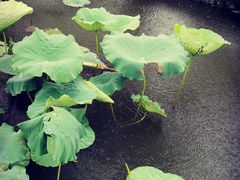 -和顺古镇