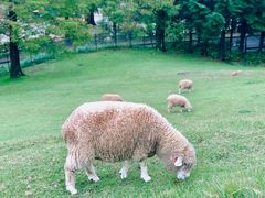 -神户市立六甲山牧场