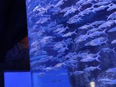 -哈尔滨波塞冬海底世界