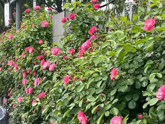 -好利来(彩香店)