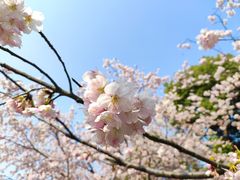 -顾村公园