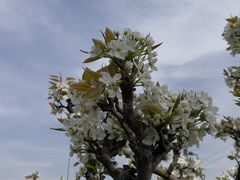 -树山生态村