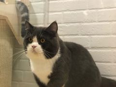 -momokira米努特·德文卷毛猫·棉花面纱犬