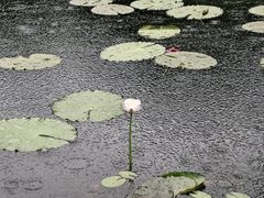-云溪植物园