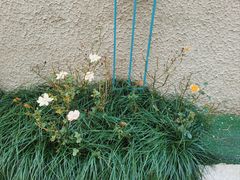 -85度C(上海茶陵北路店)