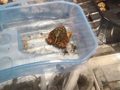 -华声天桥民俗文化园