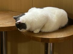 -MOCHA明星猫咖(田子坊店)