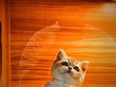 -猫十亿·布偶金渐层·曼基康矮脚猫舍(青年路店)