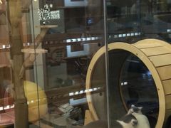 -钦宠·猫咪售卖·洗护·寄养(东圃旗舰店)
