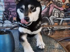 -柴犬高等学院·狗咖·柴犬售卖·宠物训练