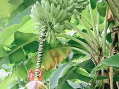 -云溪植物园