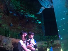 -青岛嘉年华主题乐园