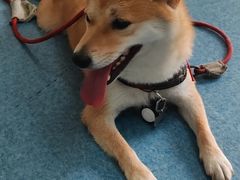 -宠颐生猫科·内科皮肤科(西平世纪城店)