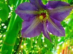 -南通洲际绿博园