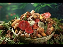 -菌之家·专业纯野生菌火锅·特色炒菌