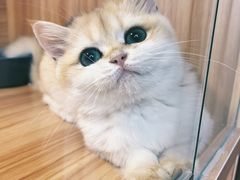 -猫十亿·布偶金渐层·曼基康矮脚猫舍(青年路店)