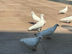 -中粮·祥云小镇