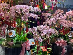 -溪岸路花鸟市场