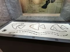-巴音郭楞蒙古自治州博物馆