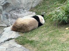 -上海野生动物园