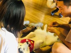 -Husky Go! 哈士奇体验馆·宠物咖啡厅狗咖