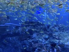 -海合安成都极地海洋公园