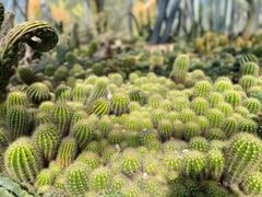 -深圳仙湖植物园