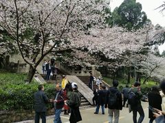 -武汉大学-樱园