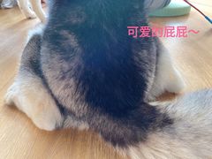 -Husky Go! 哈士奇体验馆·宠物咖啡厅狗咖