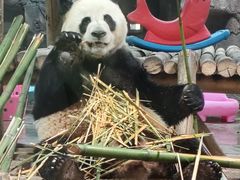 -栾川竹海野生动物园