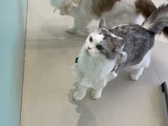 -怪兽屋·羊驼·猫咖·狗咖(俊华广场店)