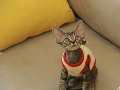 -猫十亿·布偶金渐层·曼基康矮脚猫舍(青年路店)