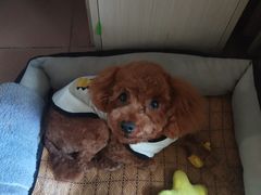 -北京恒爱动物医院(清景园分院)