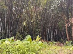 -天鹿湖森林公园