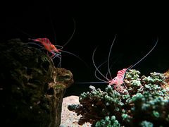 -暹罗海洋世界