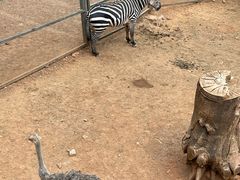 -昆明动物园