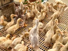 -郴州特产舜华临武鸭(郴州西站店)