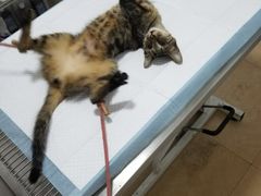-灵美宠物诊所