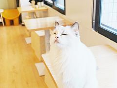 -有喵·猫咖·狗咖·40+猫狗有小奶狗(岗厦店)