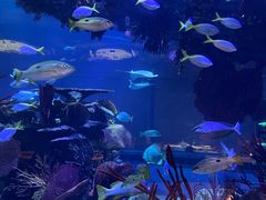 -迪拜帆船酒店海底餐厅