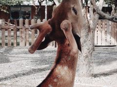 -鹿境梅花鹿生态园区