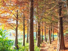 -贵阳市花溪国家城市湿地公园