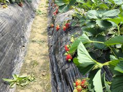 -小鱼草莓采摘园农家乐·小鱼餐厅