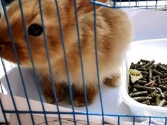 -北京观赏动物医院·24小时大型综合·猫专科·异宠专科