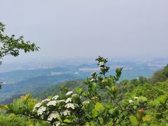 -紫金山山顶公园