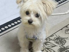 -艾贝尔宠物医院·狂犬免疫点(江山金象城店)