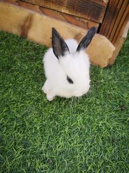 -萌宠亲子动物乐园(槐房万达店)