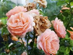 -艾溪湖湿地公园