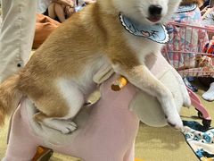 -逗柴咖啡屋·狗咖猫咖宠物桌游