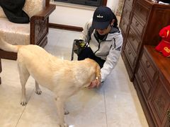 -多乐狗狗宠物训练工作室